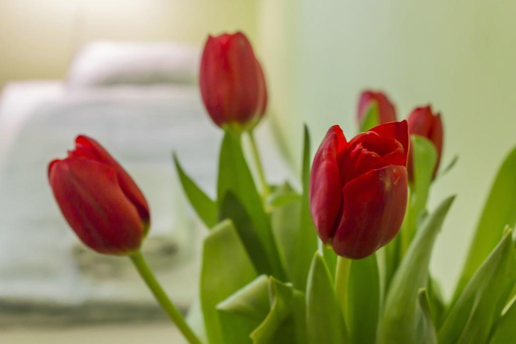 Flower Rooms Краків Екстер'єр фото